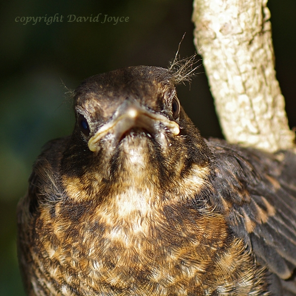 baby blackbird