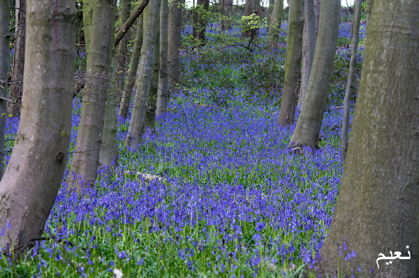 Blue pathway