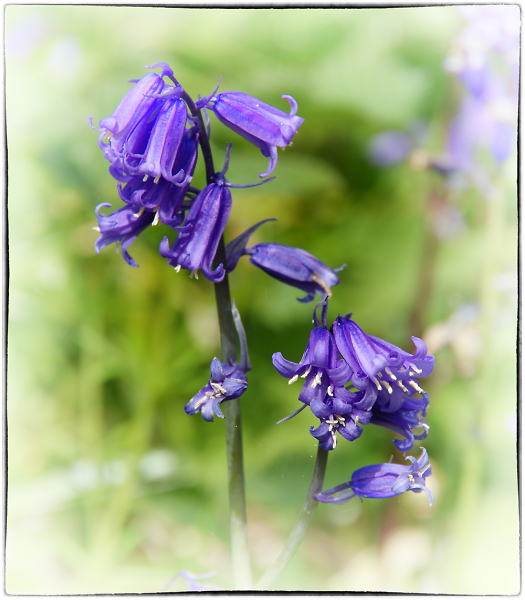 Bluebells in The Spinney (2)