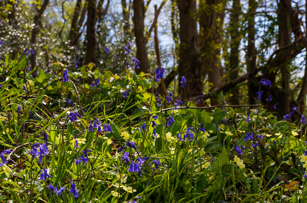 Colours of Spring 1