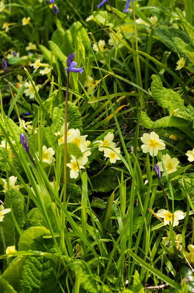 Colours of Spring 2