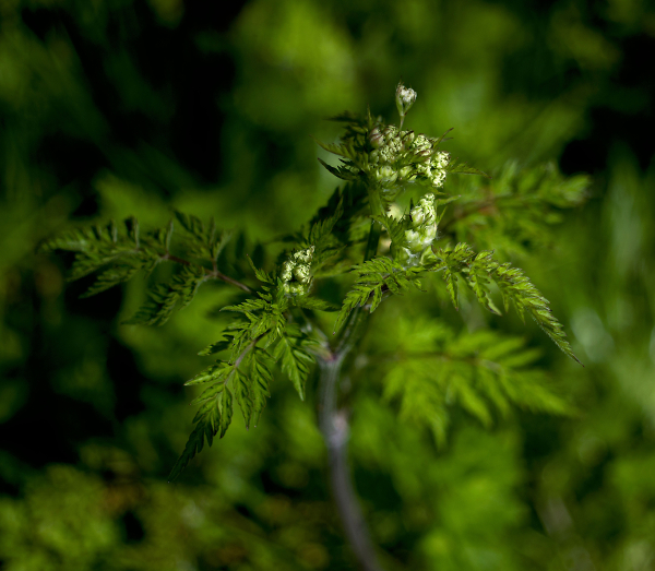 Cow Parsley