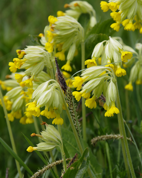 Fanfair of spring.