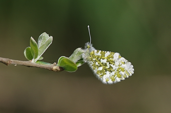 Female Orange Tip