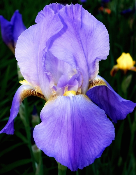 Flirtatious Frills of the Iris