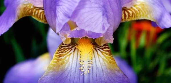 Iris Invitation