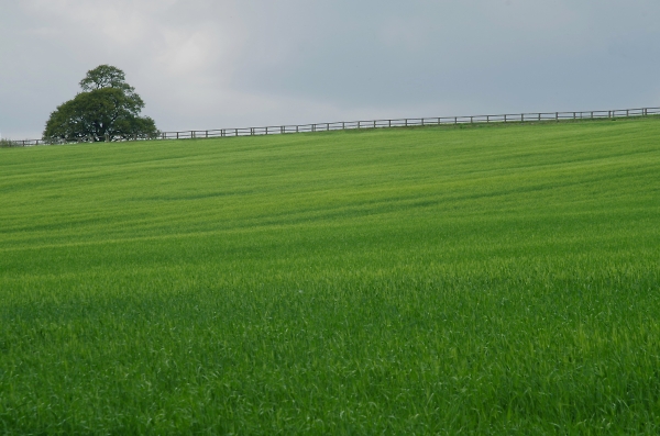 It's A Field