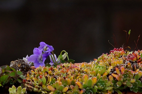 landscape in a pot