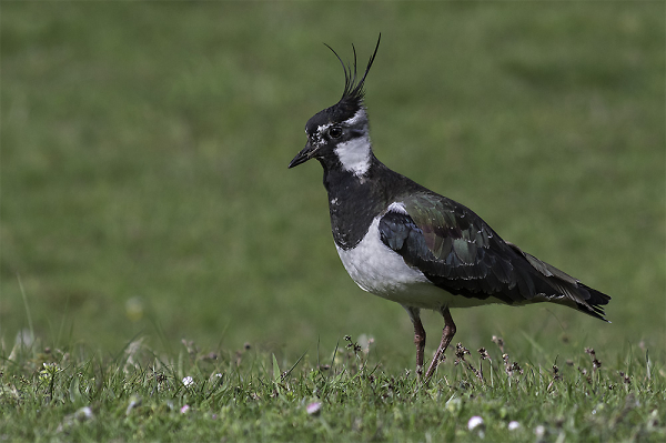 Lapwing