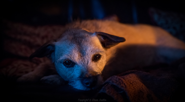 Relaxing on The Couch