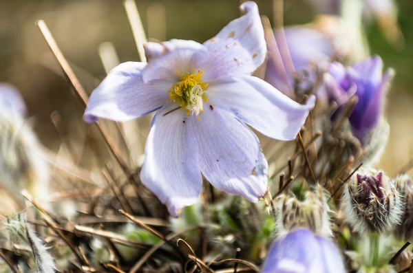 Signs of Spring
