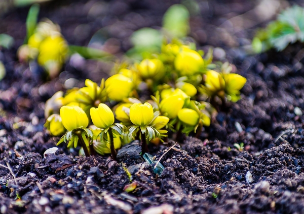 Signs of Spring
