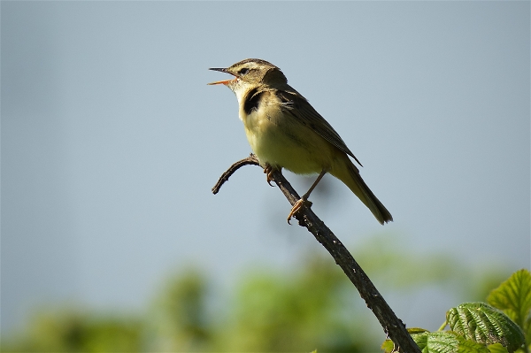 Singing sedge warbler