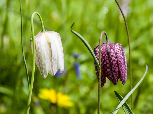 Snakes Head Fritillaries