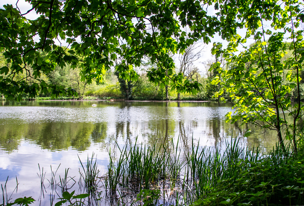 Swan, Lake