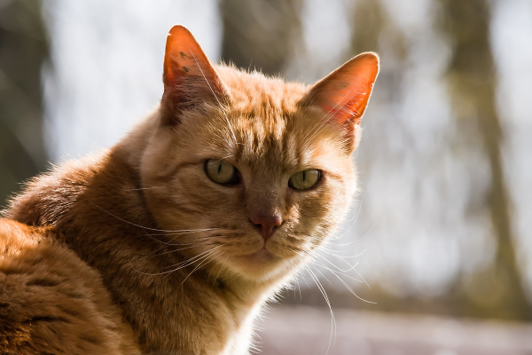Tabby