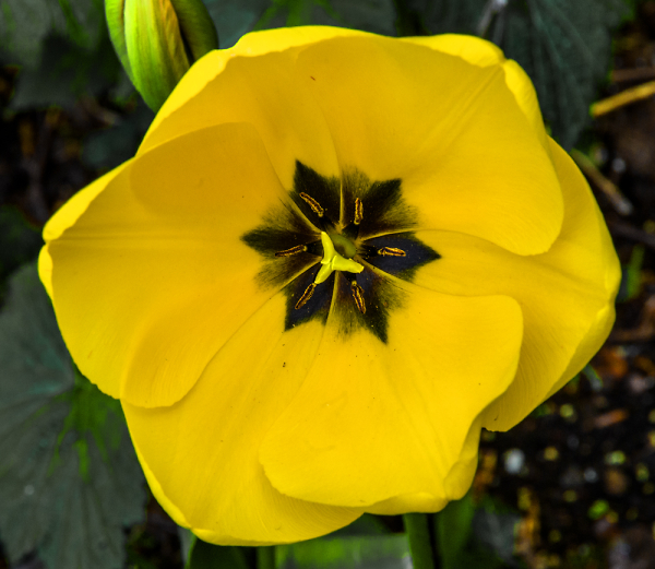 The Full Tulip