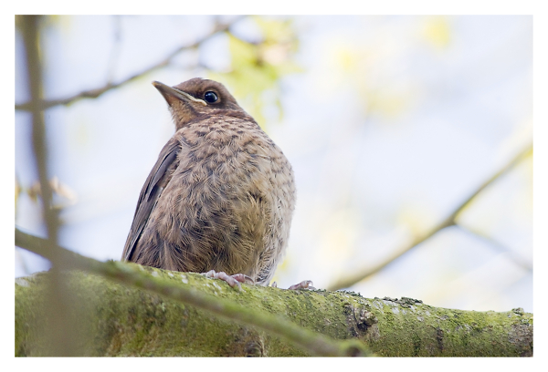 Very young B'bird