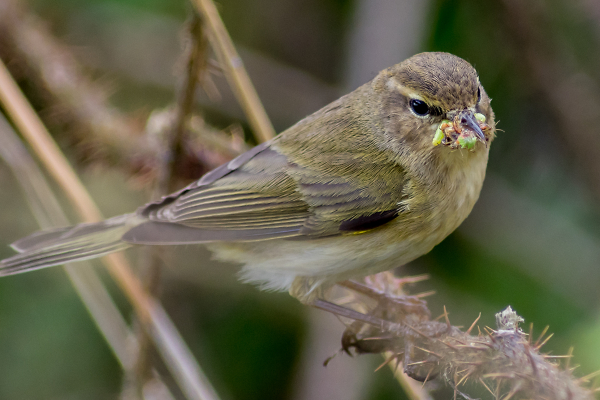 Willow Warbler