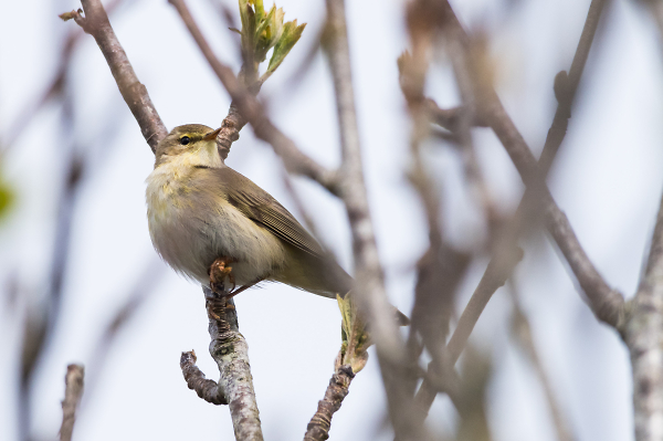 Wood warbler