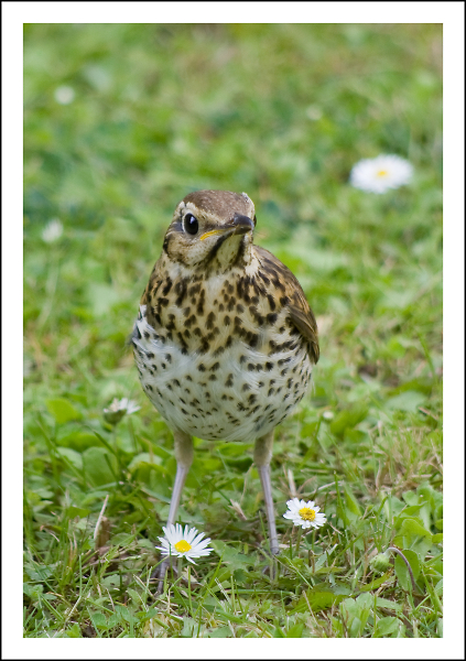 Young Thrush