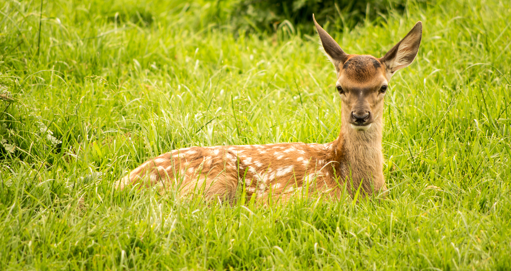 Bambi
