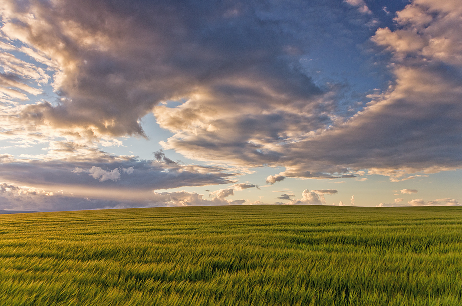 Barley... a cloud in sight