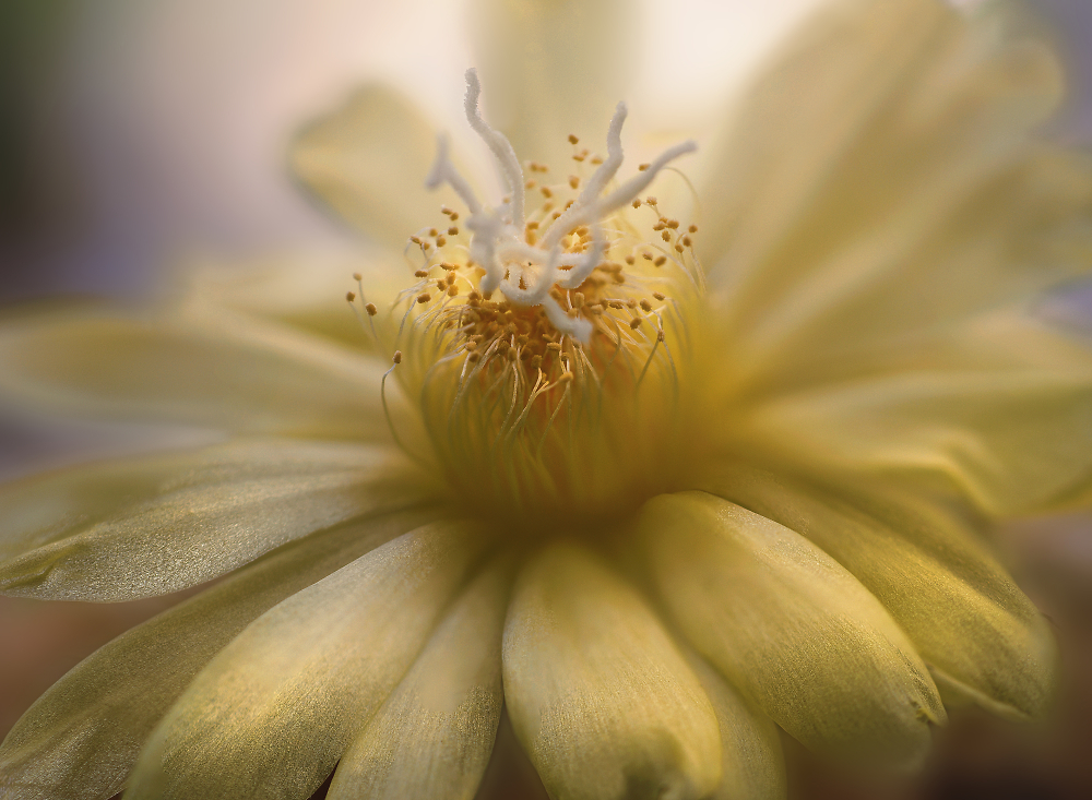 Cactus Flower