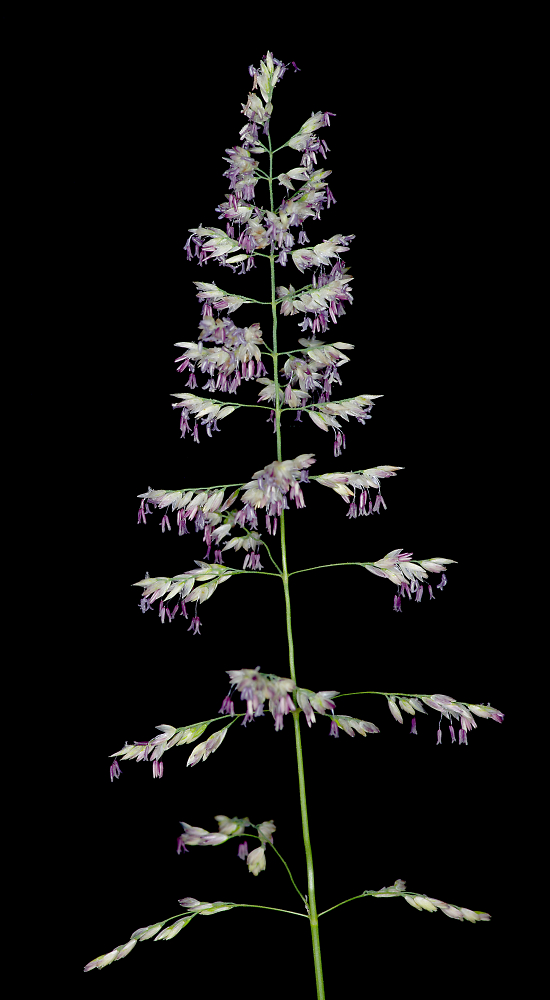 Flowering Grass