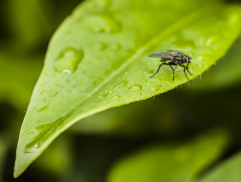 Macro attempt