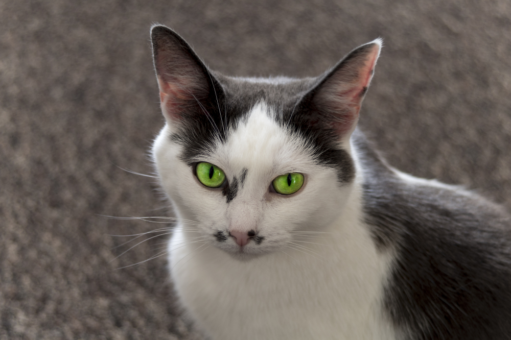 old green eyes