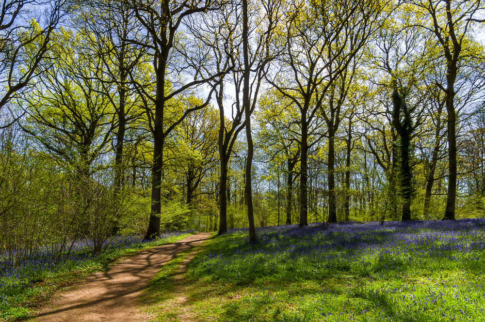 Pookchurch Wood in May