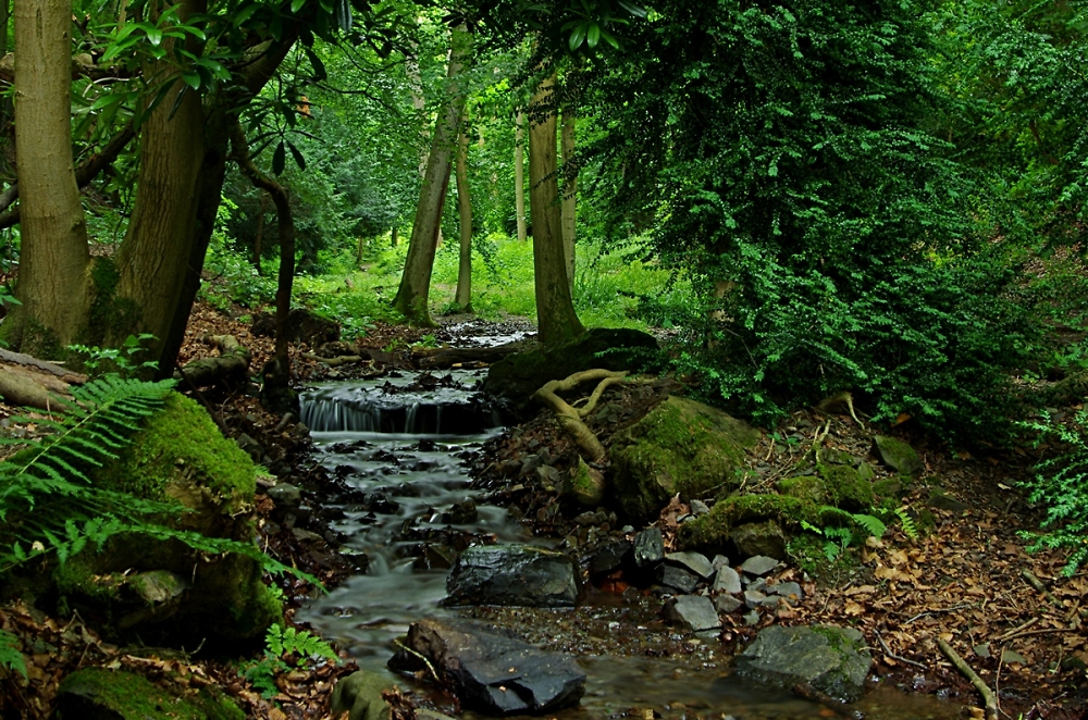the stream in Rectory Wood