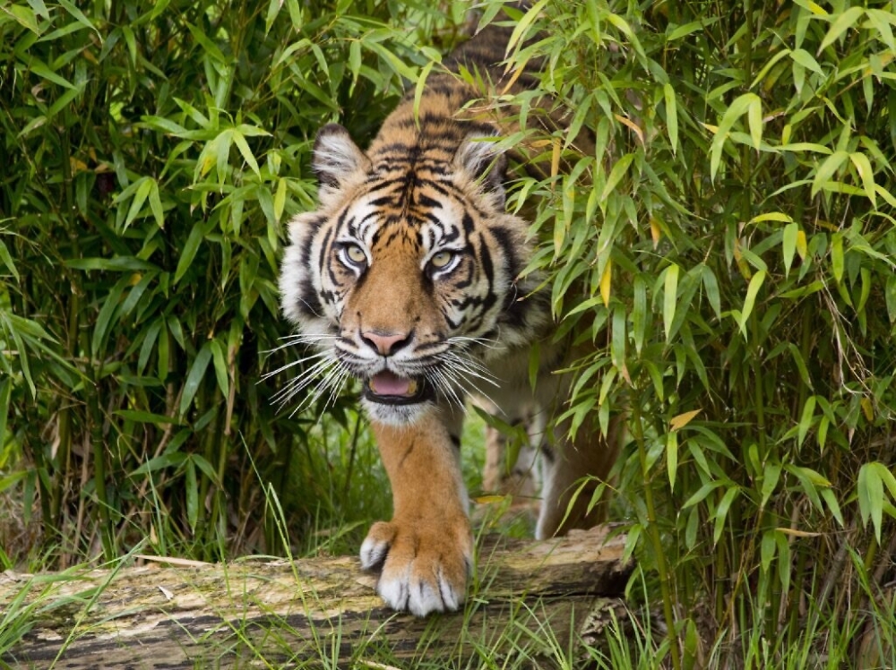 Tiger in Bamboo