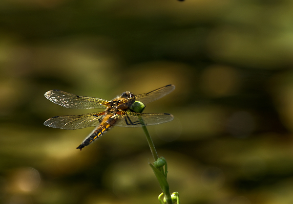 4 Spotted Chaser at Old Moor