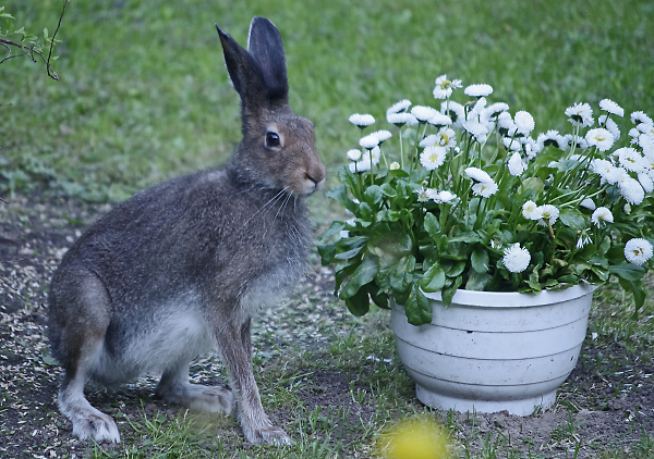 Brown hare's pose