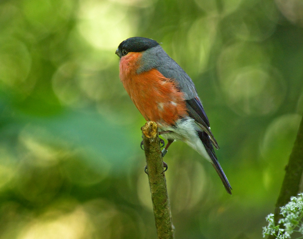 Bullfinch on a Twig