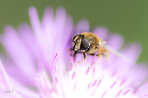 BZZZZZZZZZZ