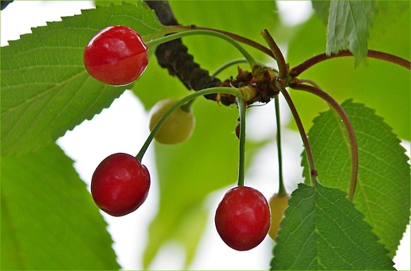cherries