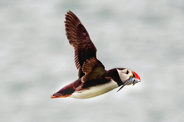 Classic Puffin