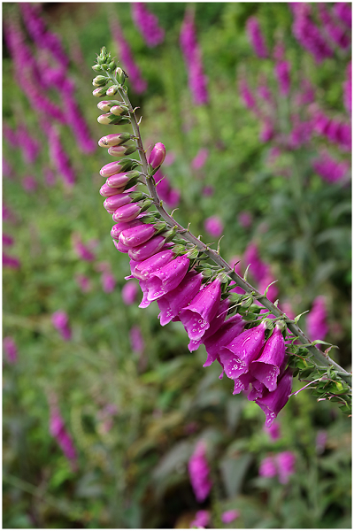 Clovelly Foxgloves