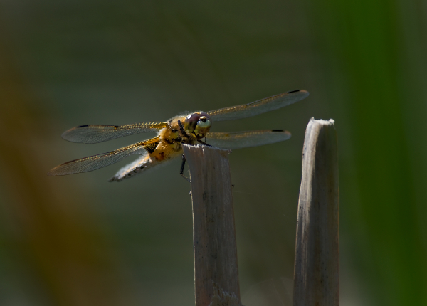 Dragonfly Abstract