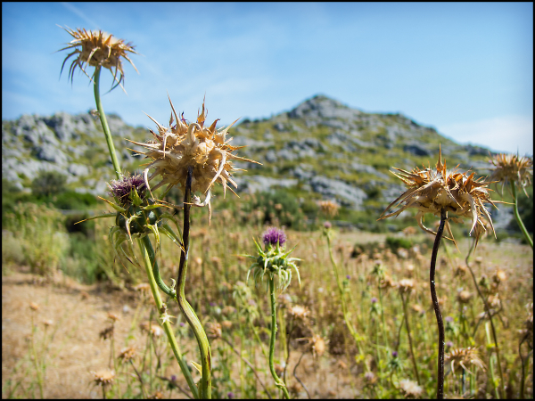 Dried Thistle-heads