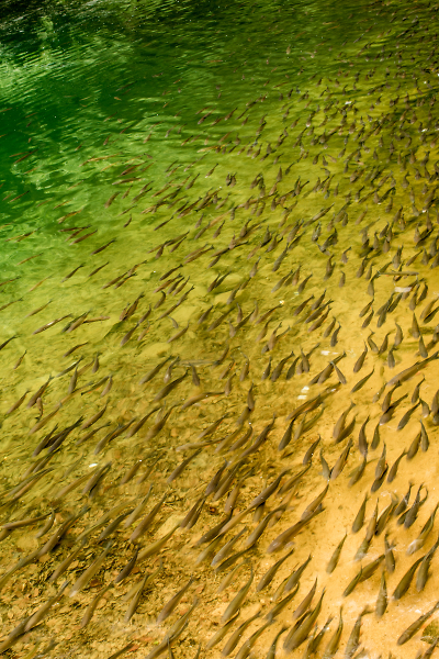 Fish way