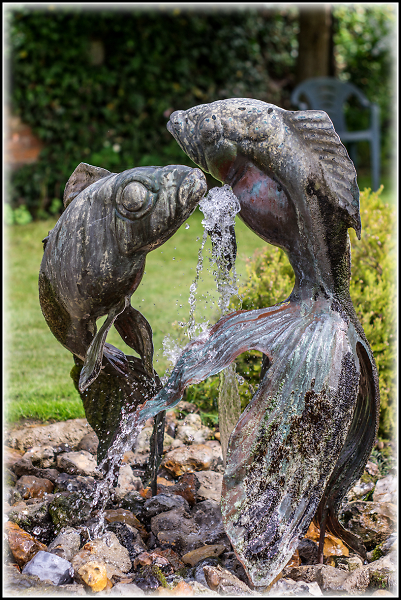 Fishes out of water