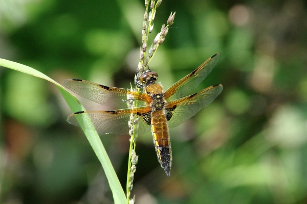 Four Spotted Chaser