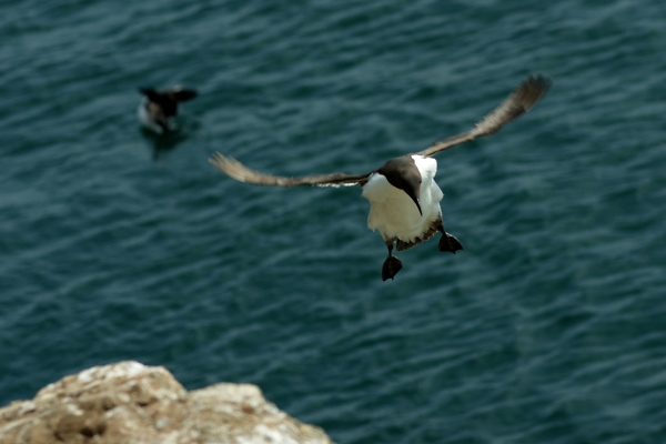Guillemot