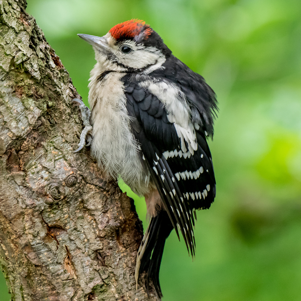 Juvenile Great Spotted Woodpecker