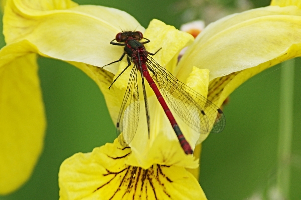 Large Red Damselfly on Yellow Flag Iris