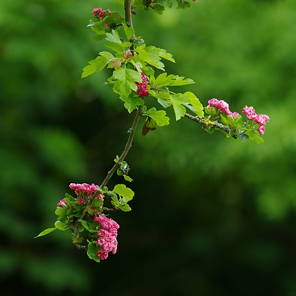 may blossom